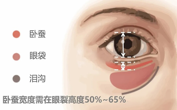 臥蠶多寬好看?豐臥蠶多少錢?
