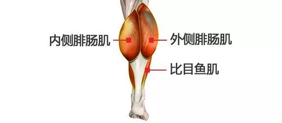 小腿肌肉阻斷術(shù)是什么？小腿神經(jīng)阻斷術(shù)的后遺癥有嗎？